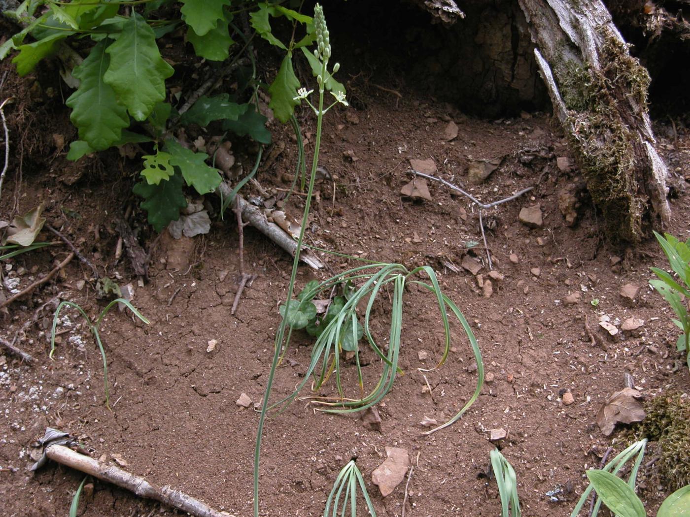 Bath Asparagus plant